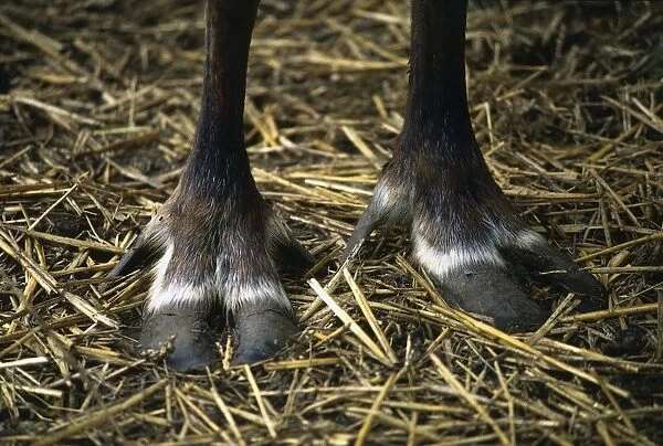 Close-up of reindeer hooves