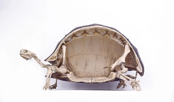 Cross-section through skeleton of Radiated tortoise (Astrochelys radiata), side view