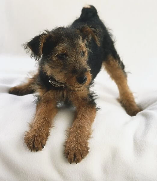 Crouching Terrier Puppy (Canis familiaris) looking sideways, front view