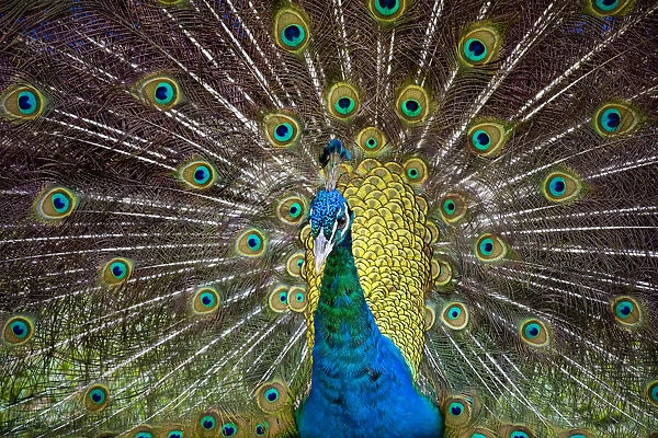 Cuba, Las Terrazzas, peacock