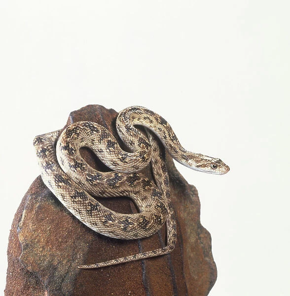 Diadem snake (Spalerosophis diadema), curled up on a rock