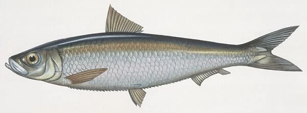 Fishes: Clupeiformes, Sardinella (Sardinella aurita), illustration