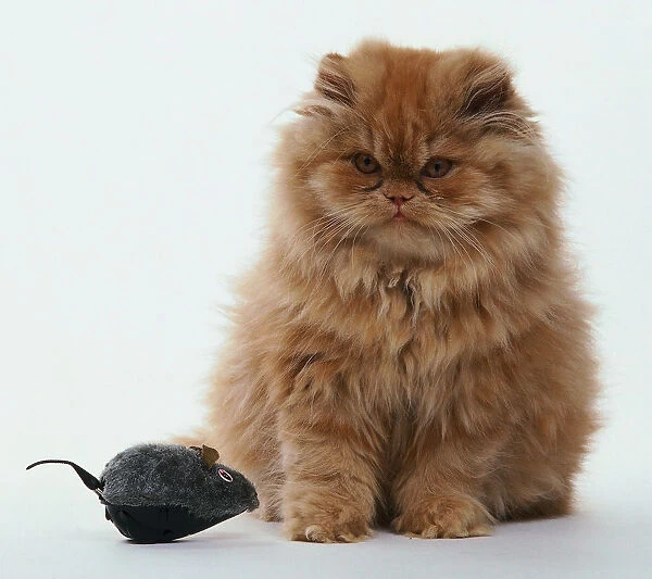Ginger-coloured, long-haired kitten, sitting down, looking at toy mouse