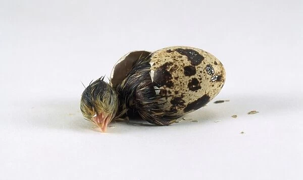 Japanese quail (Coturnix japonica) hatching from egg