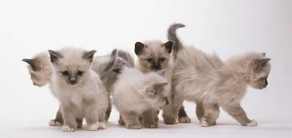 A litter of cream Birmese kittens