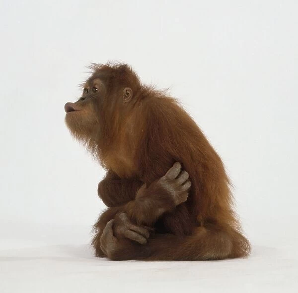 Orang-utan with arms folded and lips pursed, side view