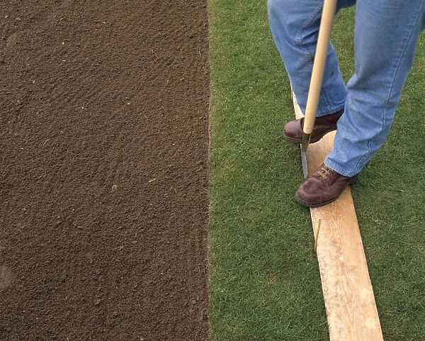 Person removing cut strip of turf with spade (lfting turf for relaying)
