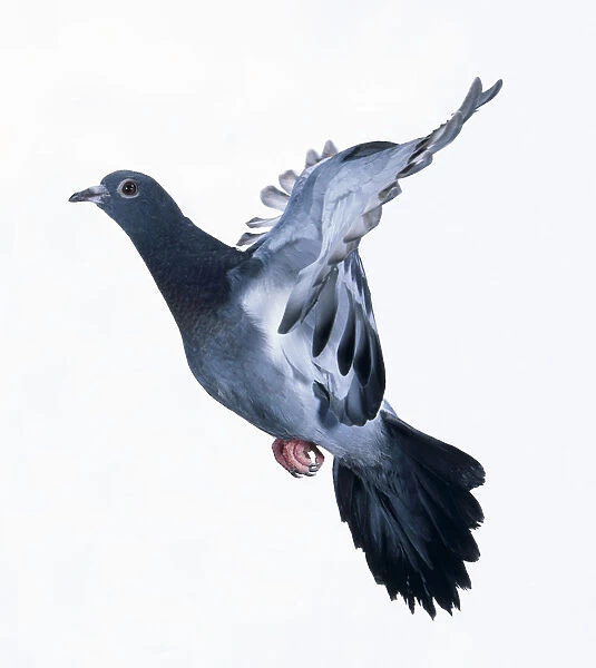 Pigeon (Columba livia) in flight, side view