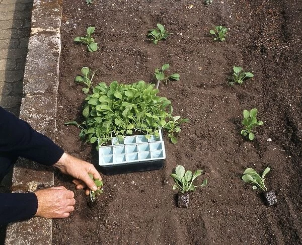 Planting out turnip seedlings in their plugs, close-up