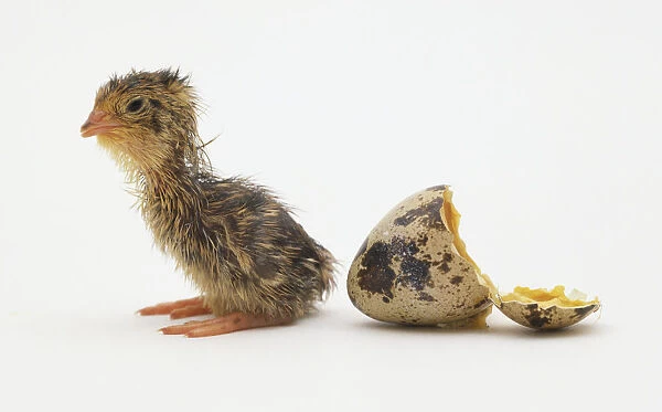 Quail emerged from its egg