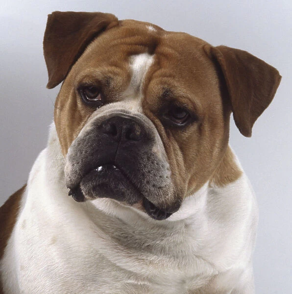 A scowling stocky brown and white Olde English Bulldogge tilts its head slightly