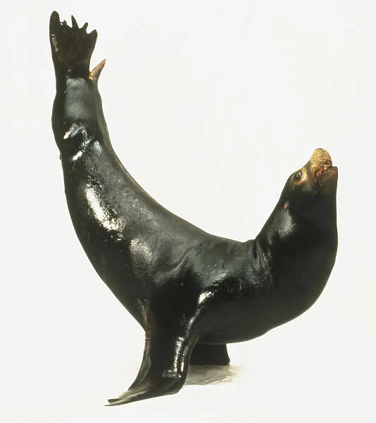 Sea Lion (Otariinae) standing on flippers with tail and nose in the air, side view