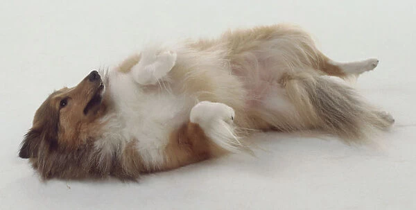 A Shetland Sheepdog with long thick tan and white fur rolls over onto its back