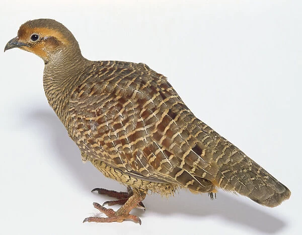 Side view of an Indian Grey Francolin, with head in profile