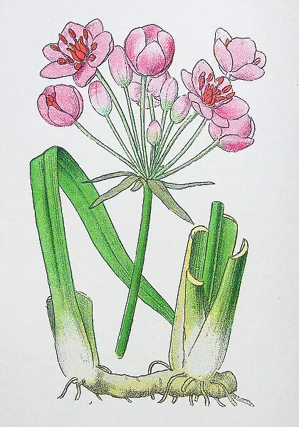 Antique botany illustration: Flowering Rush, Butomus umbellatus