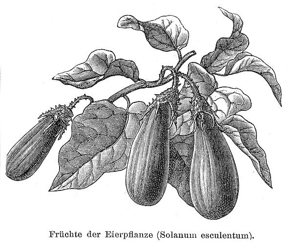 Egg plant vegetable 1895