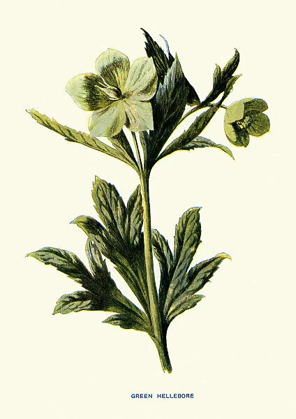 Helleborus viridis, green hellebore, poisonous plant, Botanical art print