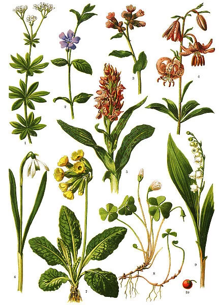 Medicinal and Herbal Plants Antique illustration 1893