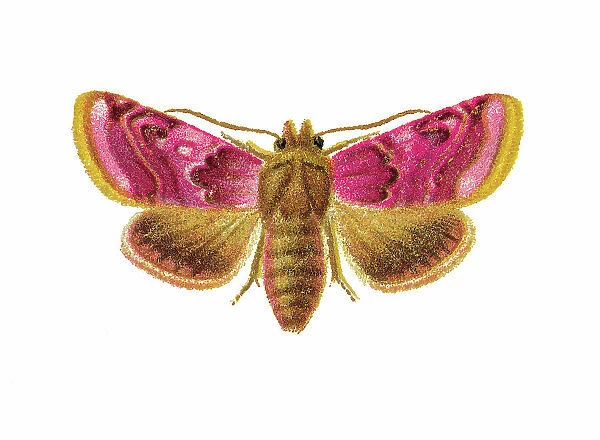 Old chromolithograph illustration of Periphanes delphinii moth