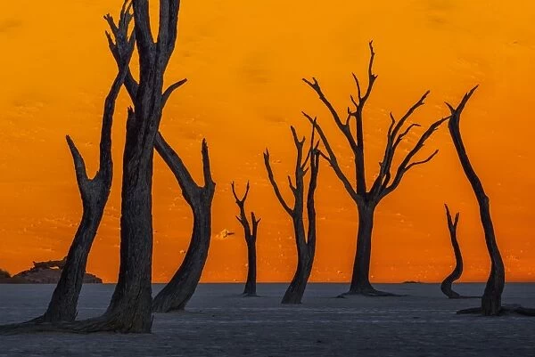 Silhouetted dead Acacia tree with sand dunes at Dead Vlei, Namibia