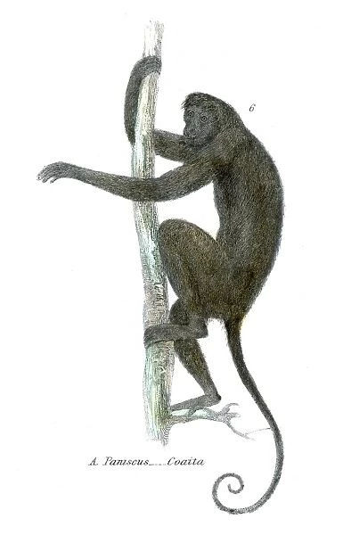 Spider monkey illustration 1803