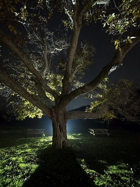 Trunk of a great walnut in a zone of picnic one autumn night