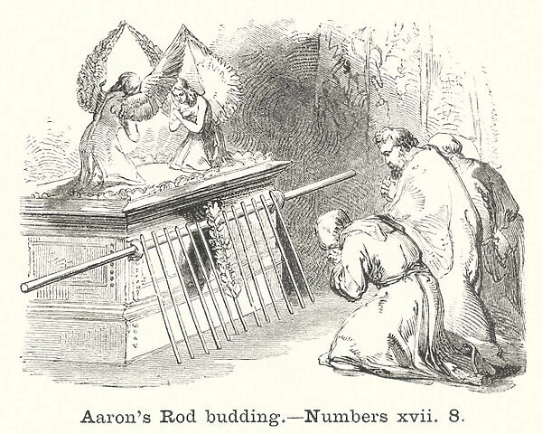Aarons Rod budding, Numbers xvii, 8 (engraving)