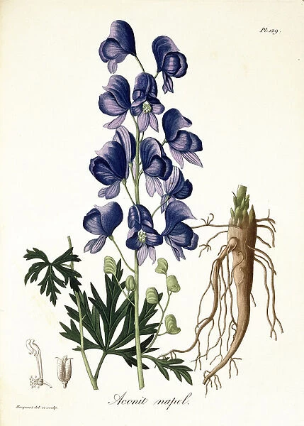 Aconitum Napellus from Phytographie Medicale by Joseph Roques (1772-1850)