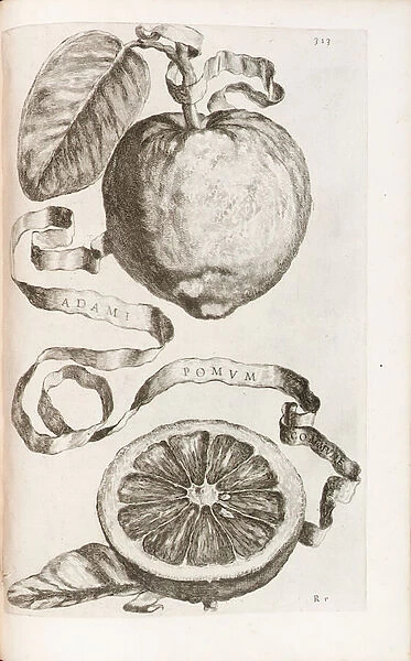 Adams Apple, plate 313 from Hesperides sive de Malorum Aureorum Cultura et Usu