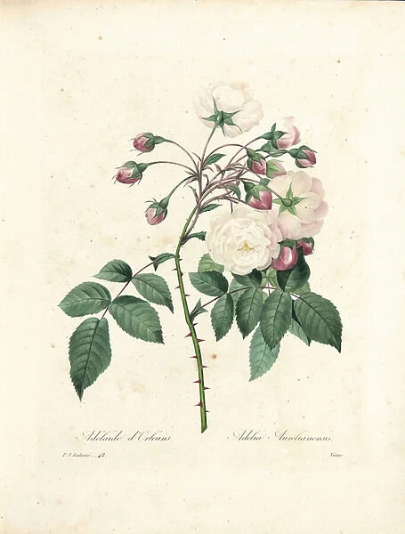 Adelaide d Orleans Rose, engraved by Victor, from