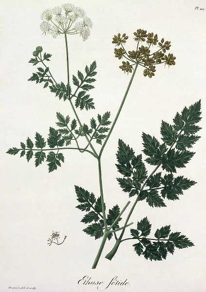 Aethusa Cynapium from Phytographie Medicale by Joseph Roques (1772-1850)