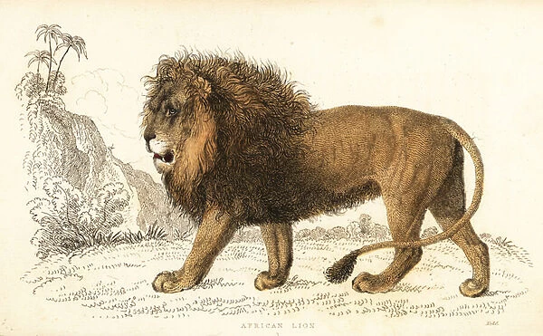 African lion, Panthera leo. Vulnerable. 1834 (engraving)