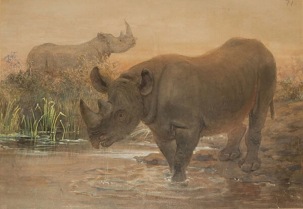 African Rhinoceros (w  /  c on paper)