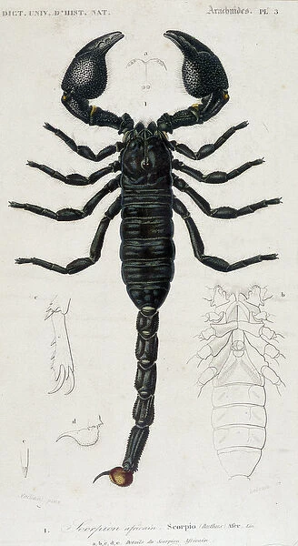 African Scorpion - Natural History Board, 19th century