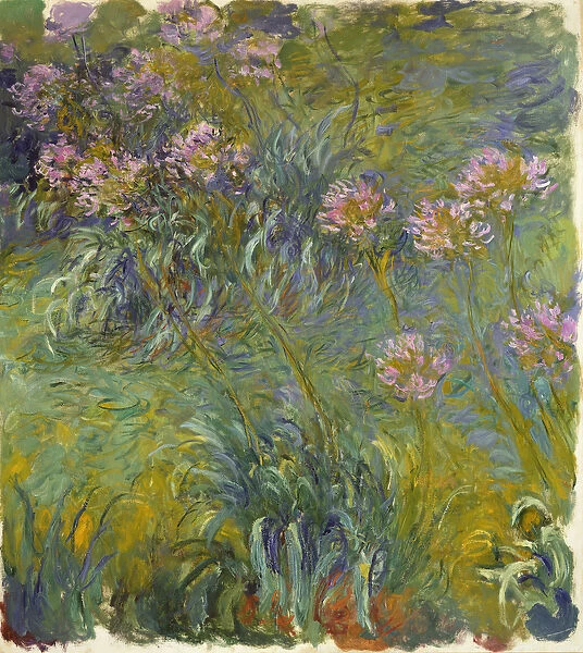 Agapanthus, 1914-26 (oil on canvas)