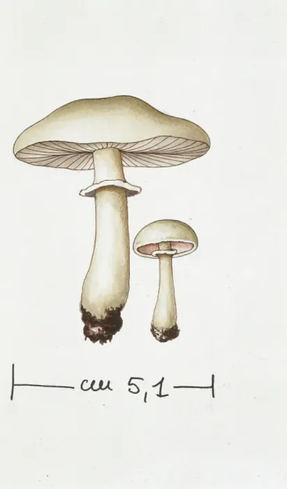 Framed Print : Agaricus comptulus Framed Print : Agaricus comptulus