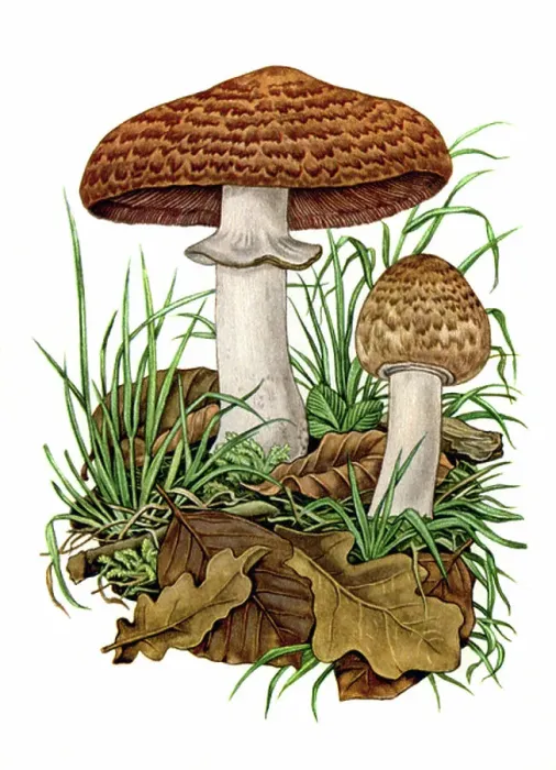Framed Print : Agaricus Silvatica Framed Print : Agaricus Silvatica