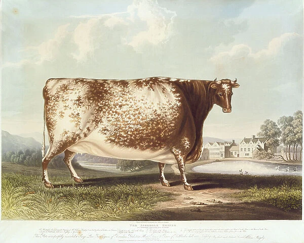 The Airedale Heifer, engraved by R. Reeve, 1820 (colour engraving)