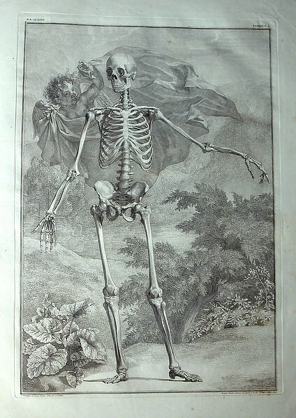 Albinus I, Pl. I: Skeleton, illustration from Tabulae sceleti et musculorum corporis