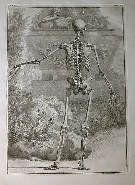 Albinus I, Pl. II: Skeleton, illustration from Tabulae sceleti et musculorum