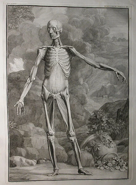 Albinus I, Pl. III: Musculature, illustration from