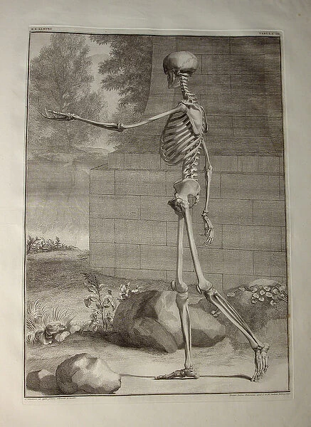Albinus I, Pl. III: Skeleton, illustration from Tabulae sceleti et musculorum