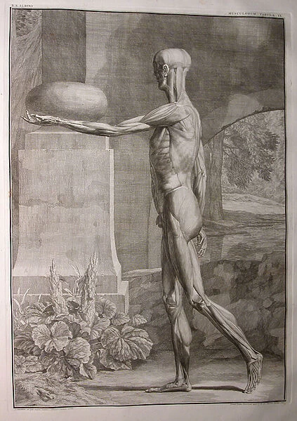 Albinus I, Pl. IX: Musculature, illustration from Tabulae sceleti et musculorum