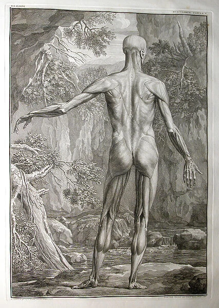 Albinus I, Pl. V: Musculature, illustration from Tabulae sceleti et musculorum