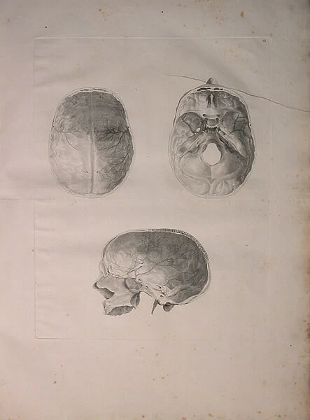 Albinus II, Pl. III, Cranial bone, illustration from Tabulae ossium humanorum