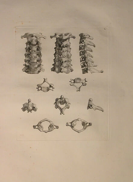 Albinus II, Pl. X: Cervical vertebra, illustration from Tabulae ossium humanorum