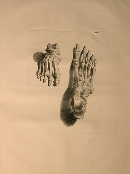 Albinus II, Pl. XXXIII: Skeleton of a Foot, illustration from