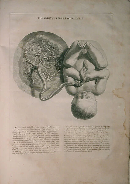 Albinus, Uterus II, Pl. V, illustration from Tabulae ossium humanorum