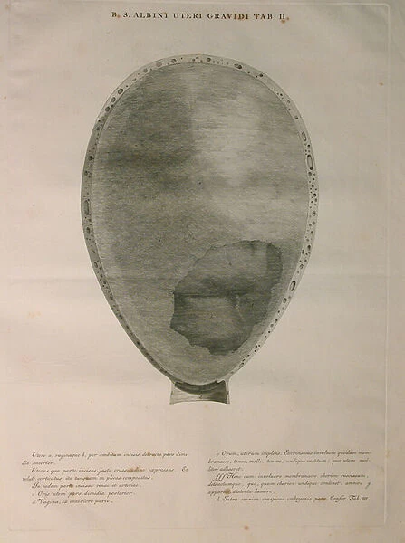Albinus, Uterus, Pl. II, illustration from Tabulae ossium humanorum
