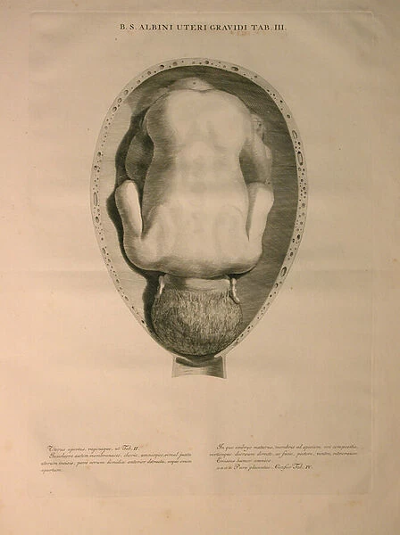 Albinus, Uterus, Pl. III, illustration from Tabulae ossium humanorum